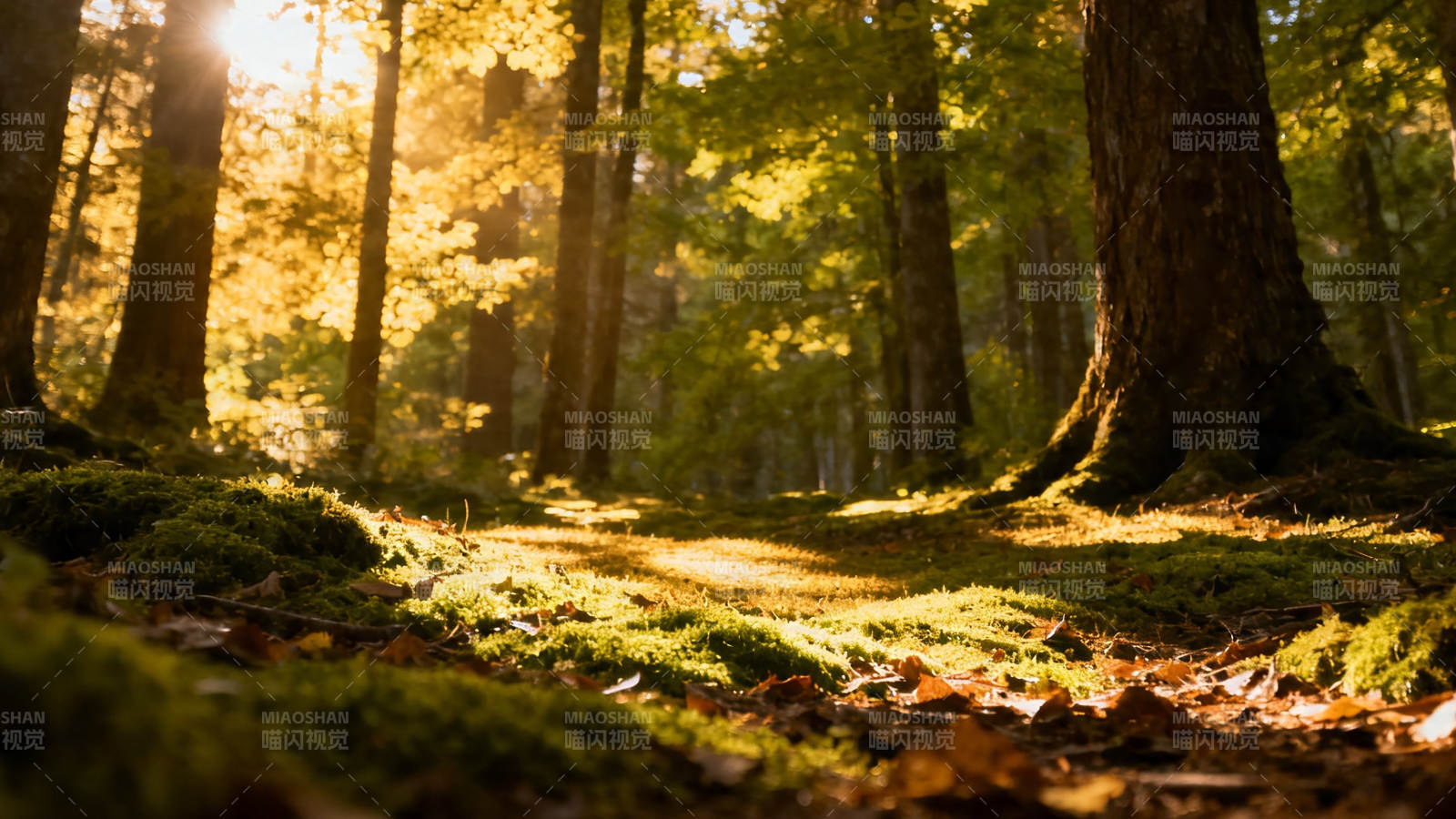 秋日林间 阳光洒落苔径图片