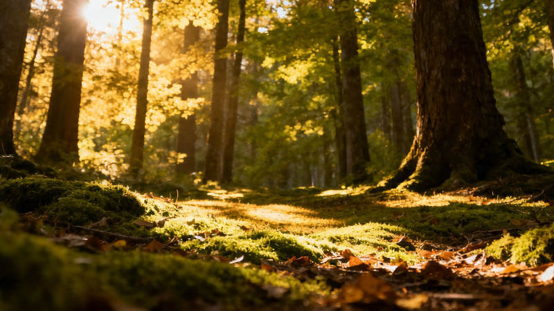 秋日林间 阳光洒落苔径图片