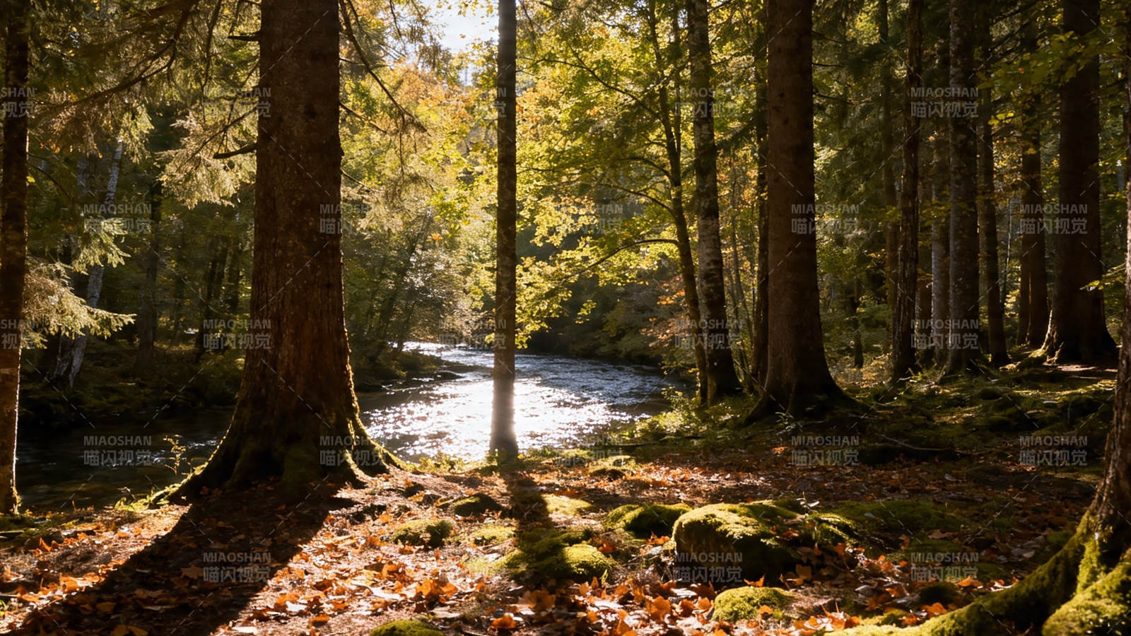 秋日林间溪流静美图片