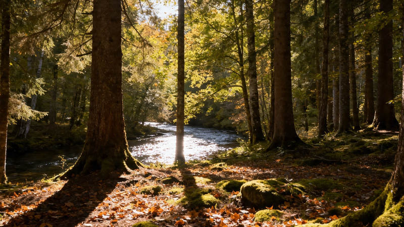 秋日林间溪流静美图片