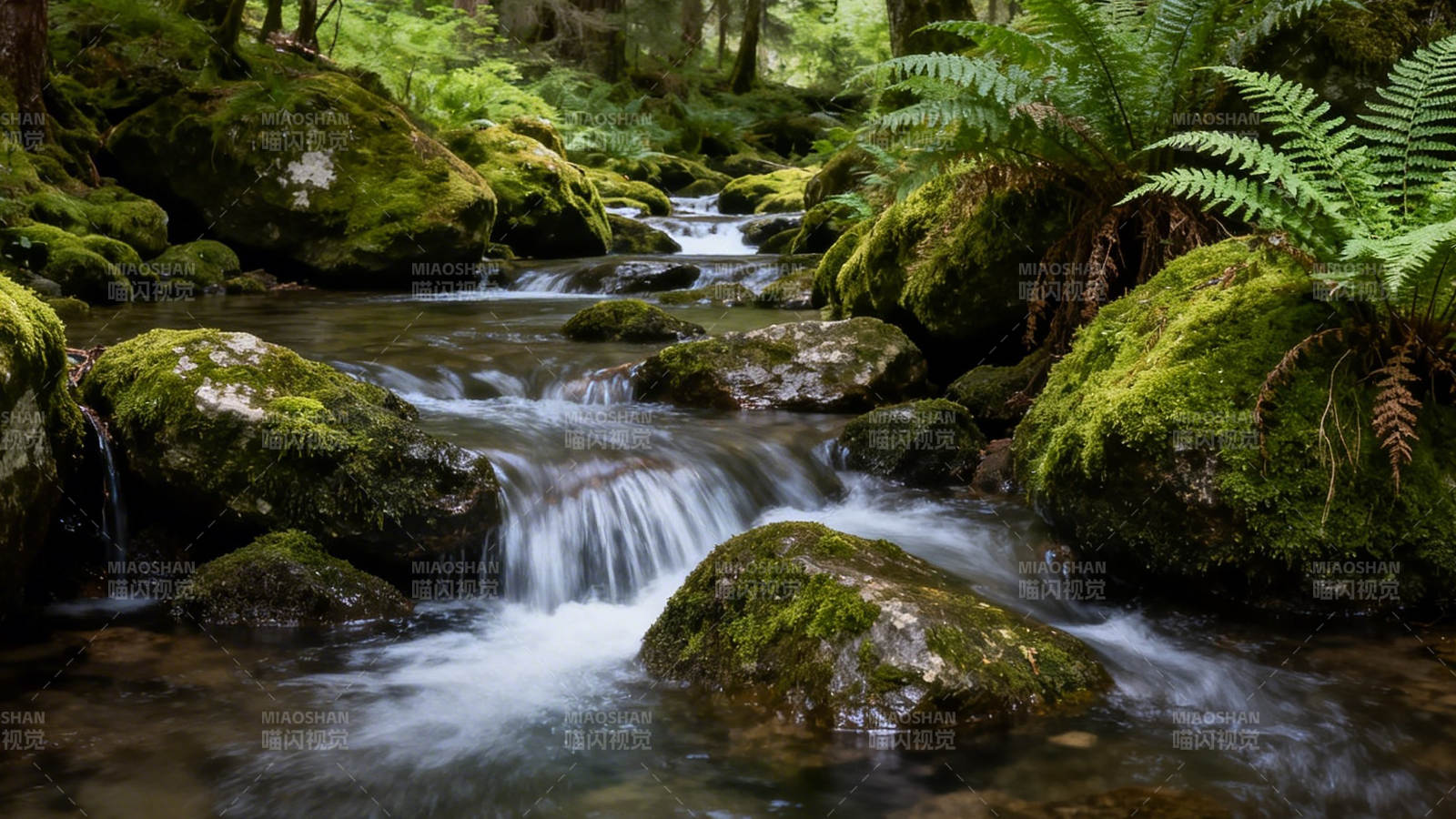 苔溪潺潺 绿意盎然图片