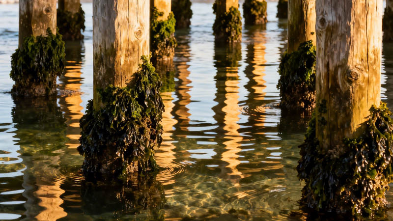 夕阳下的木桩倒影图片