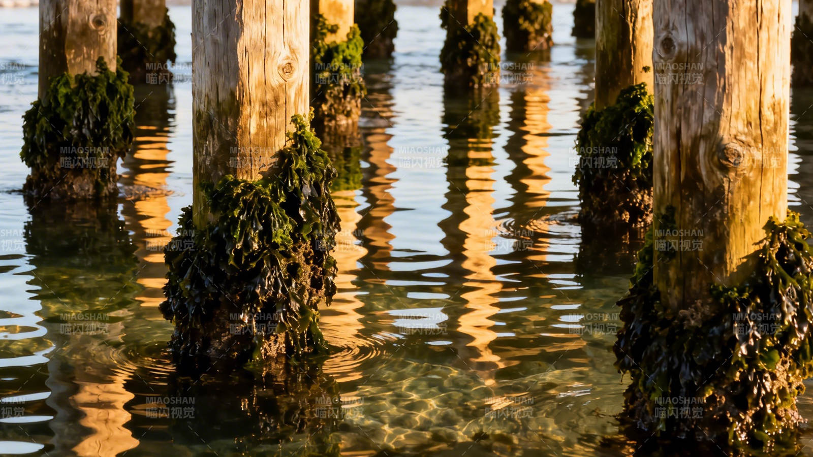 夕阳下的木桩倒影图片