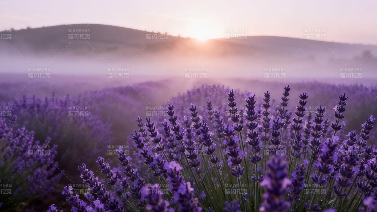 晨雾薰衣草田 紫梦初醒图片
