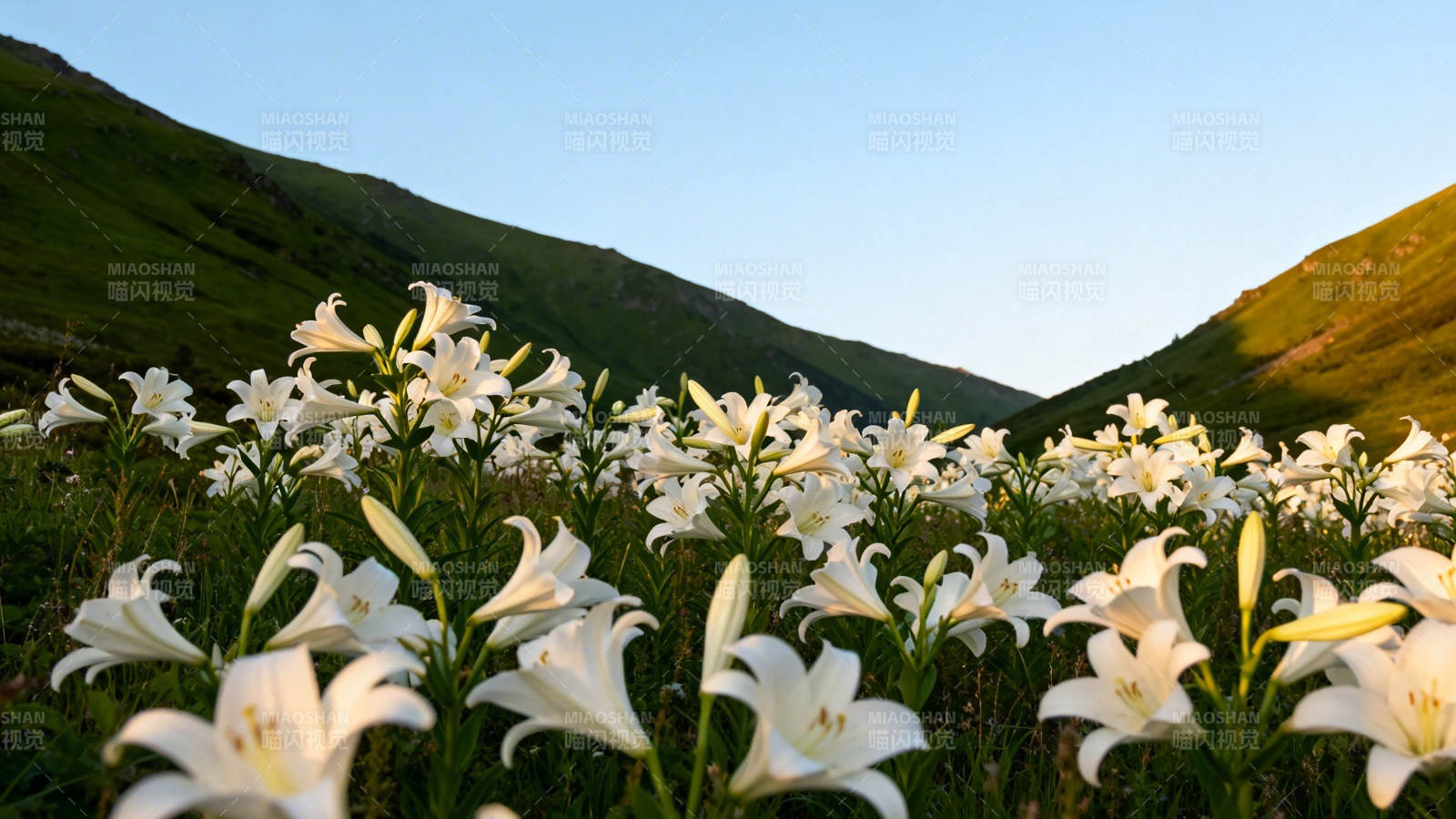 山野白百合花海盛放图片