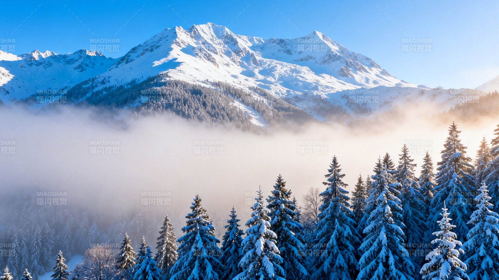 雪山云海松林晨景图片