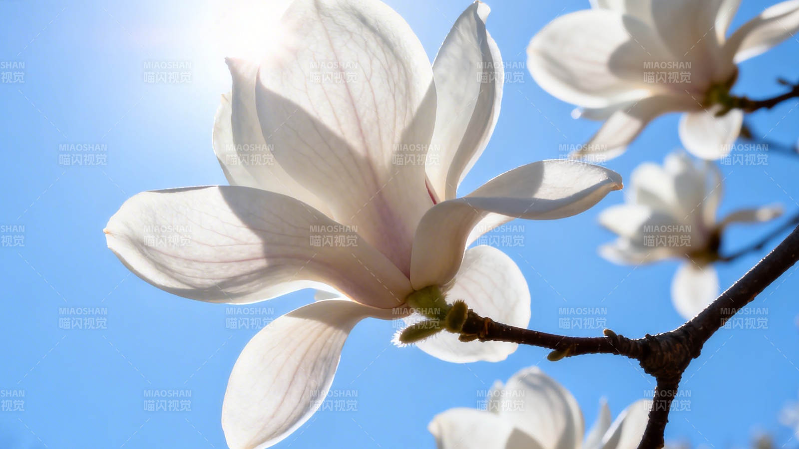 玉兰花开 春日暖阳照图片