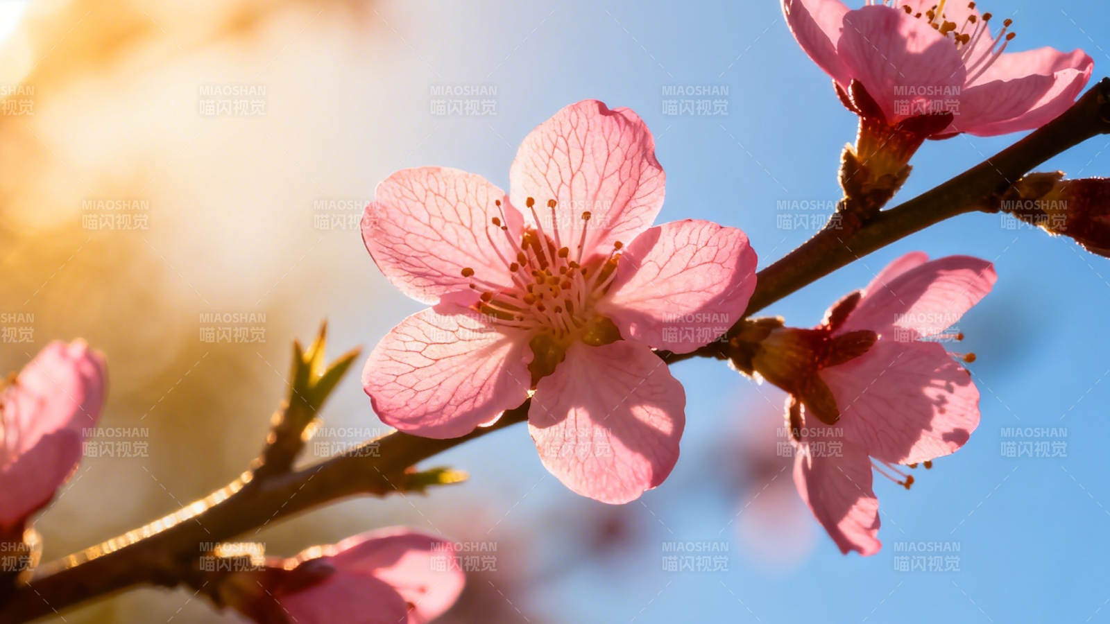春日桃花映蓝天图片