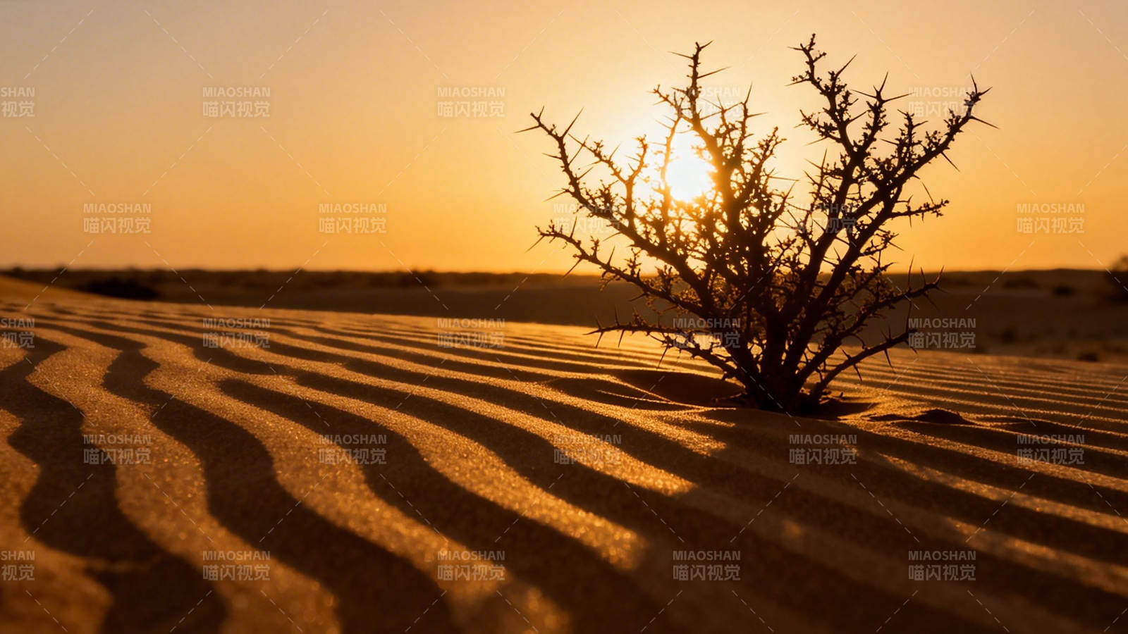沙漠夕阳 荆棘傲立沙丘图片