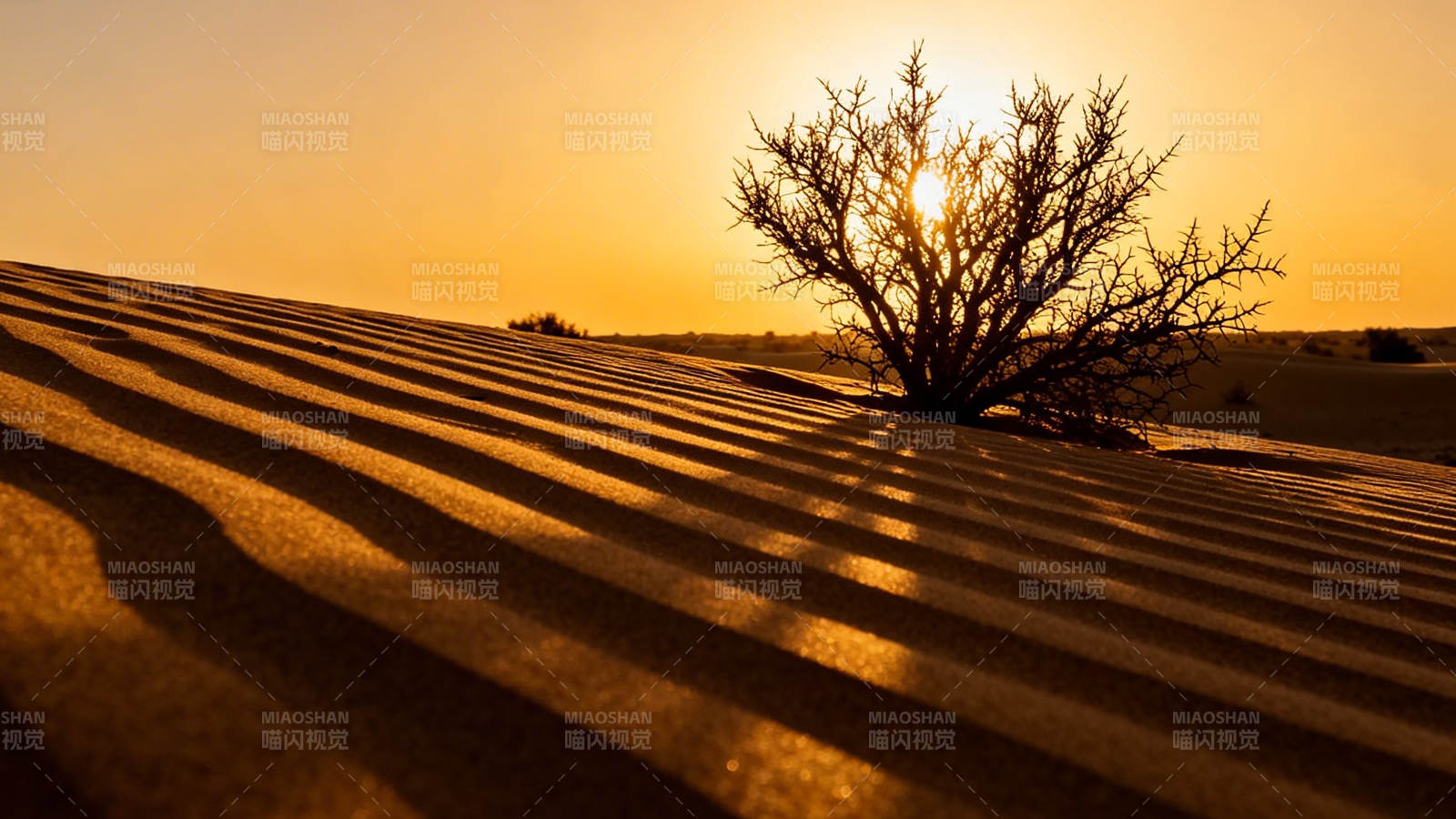 沙漠孤树 夕阳金影图片
