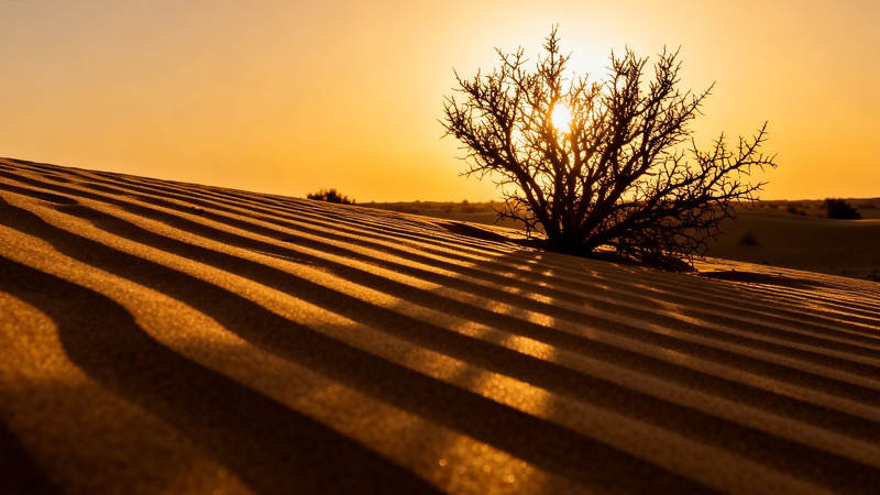 沙漠孤树 夕阳金影图片