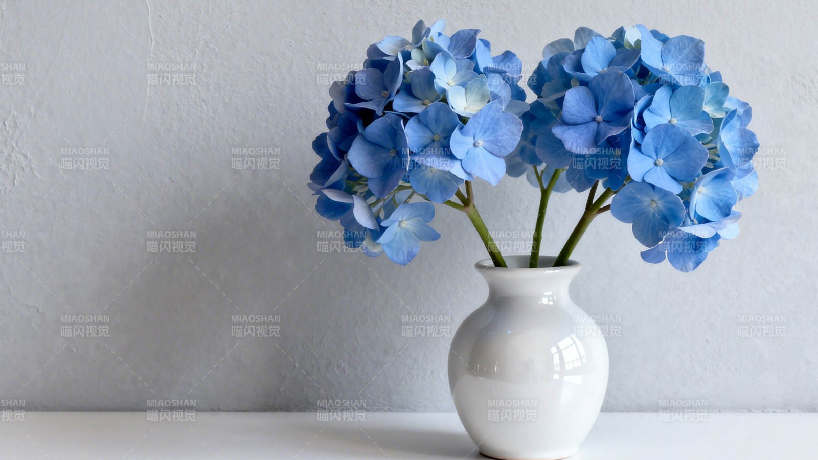 蓝绣球白瓶静物图图片