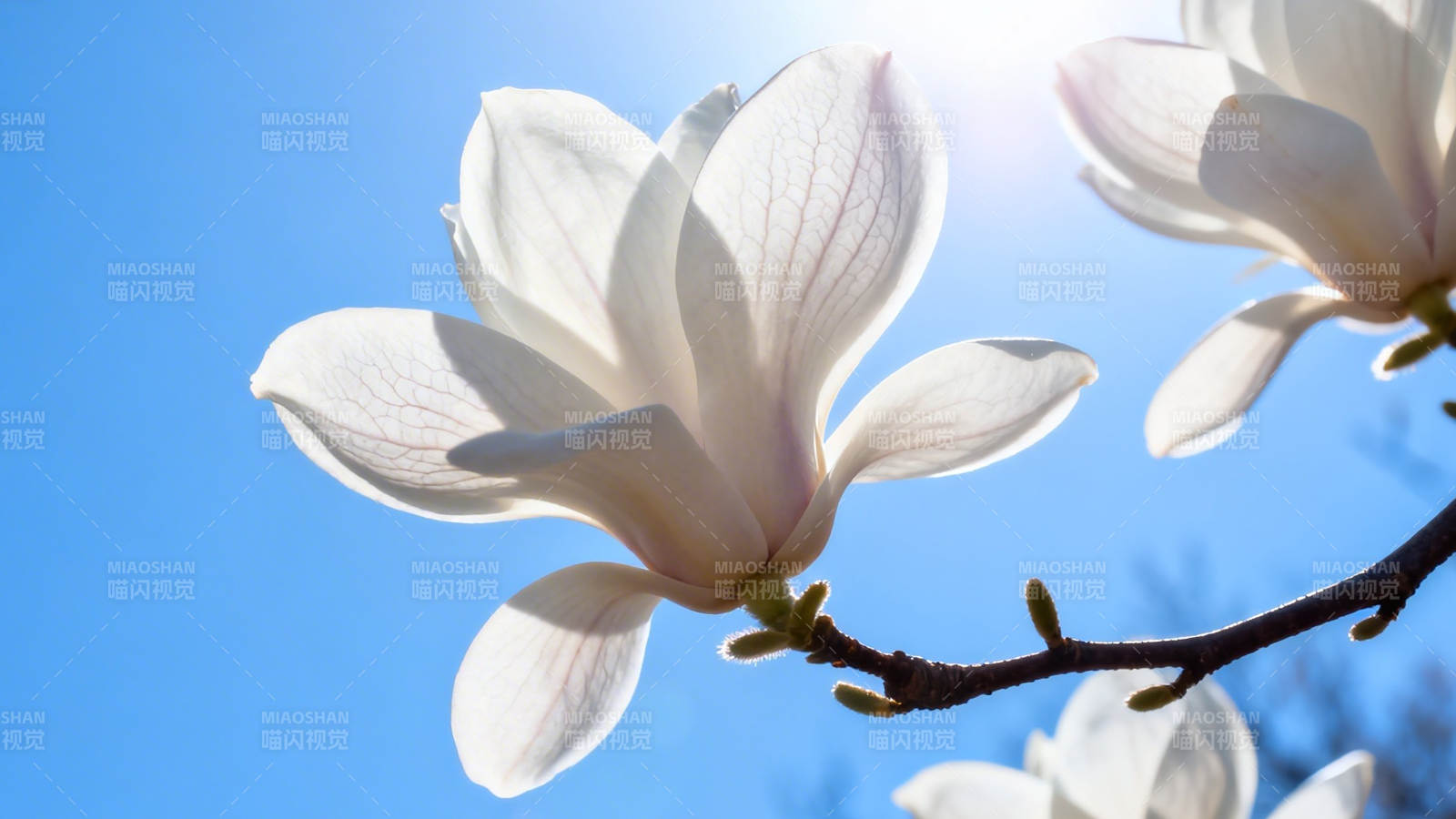 白玉兰映蓝天 春日绽放图片
