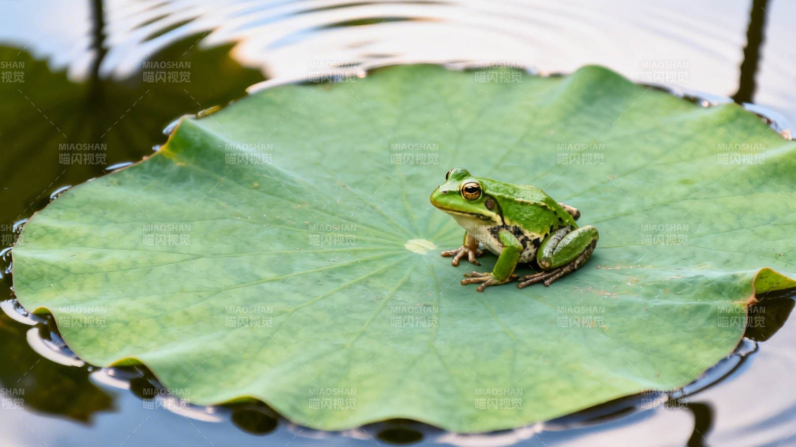 荷叶上的绿蛙静憩图片