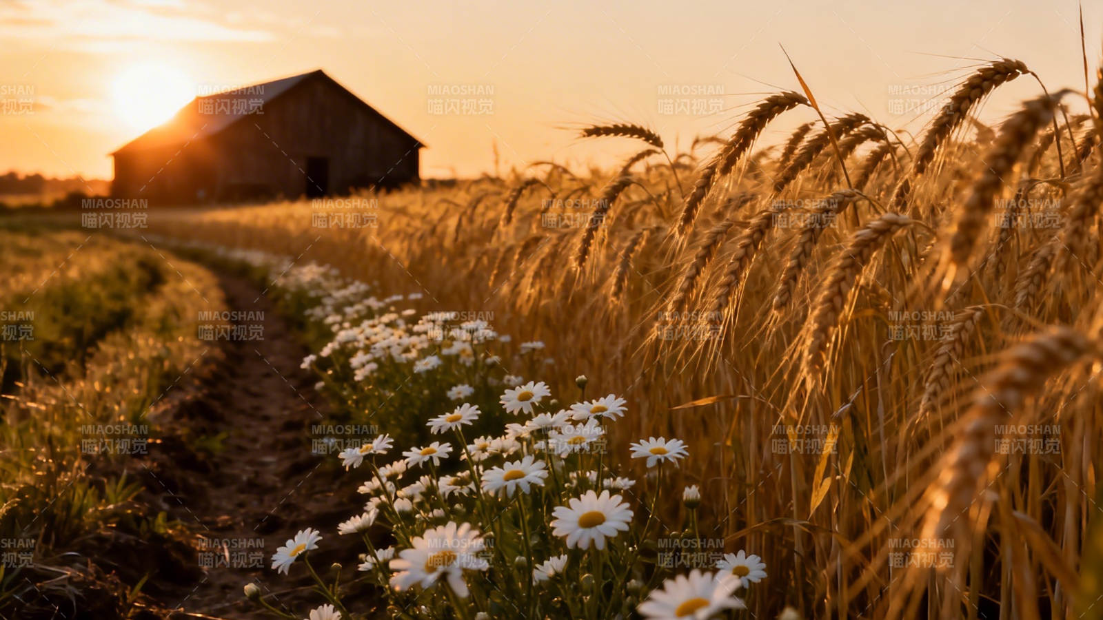 麦田花径 夕阳农舍图片
