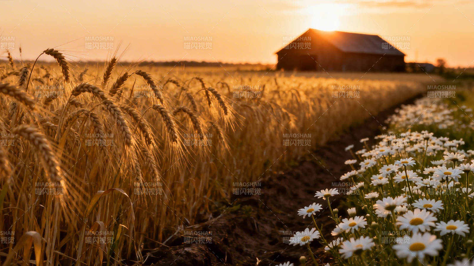夕阳麦田 雏菊伴归途图片