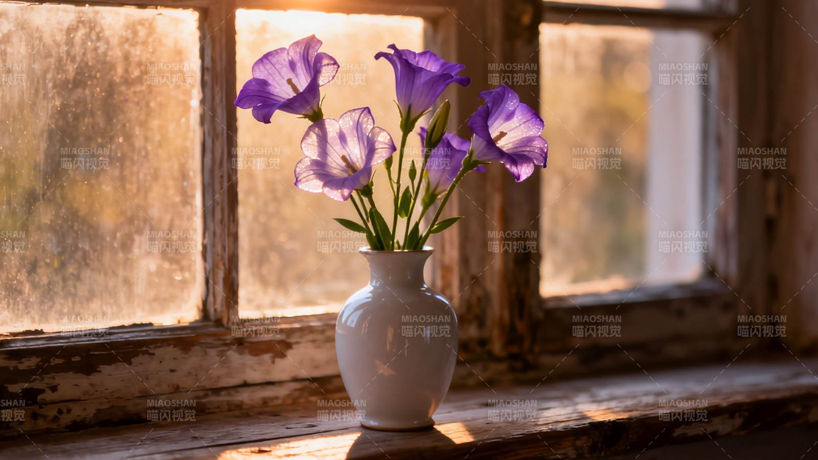 窗台紫花 暖阳轻抚旧木窗图片