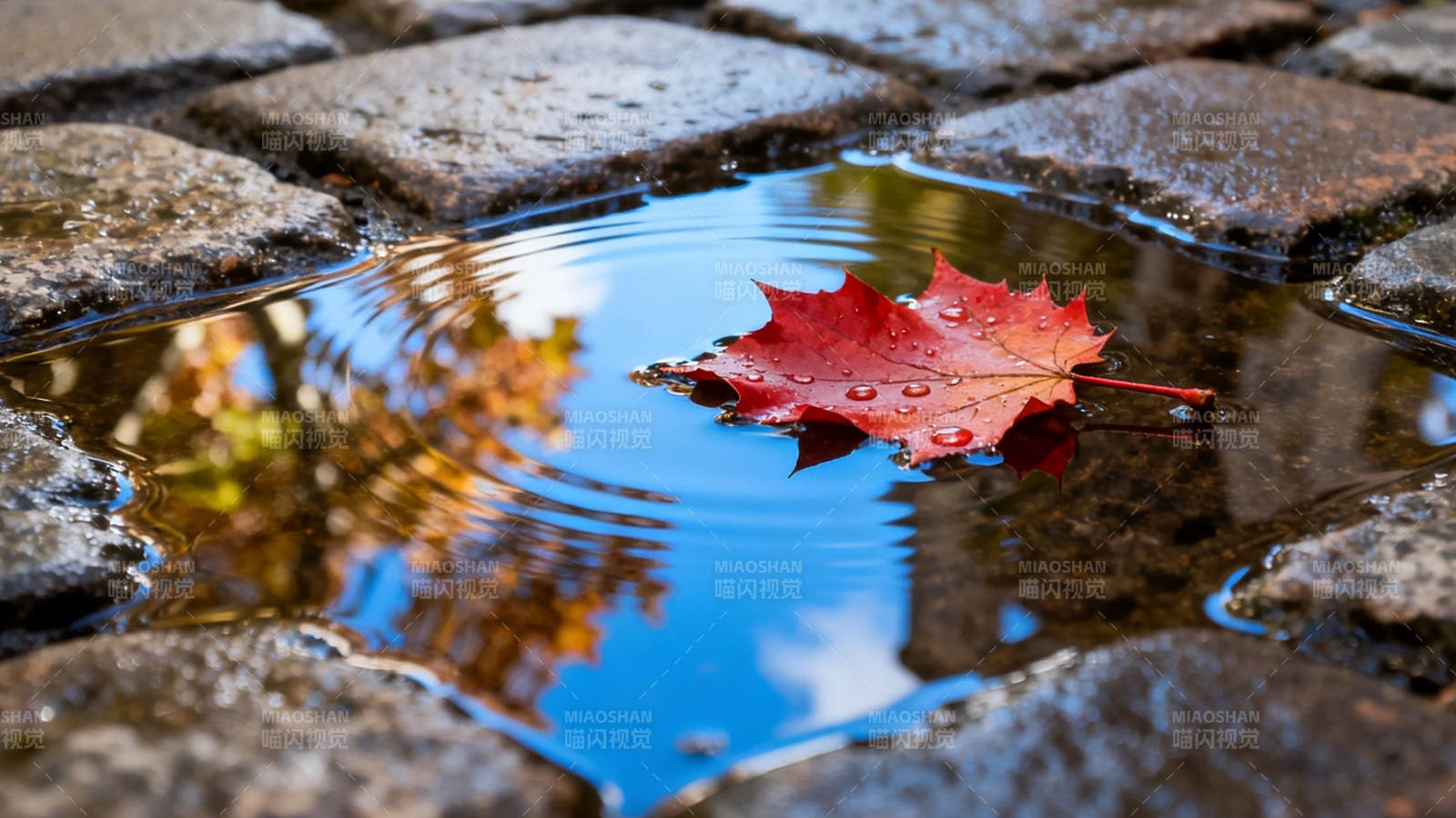 秋叶浮水 石径映天光图片