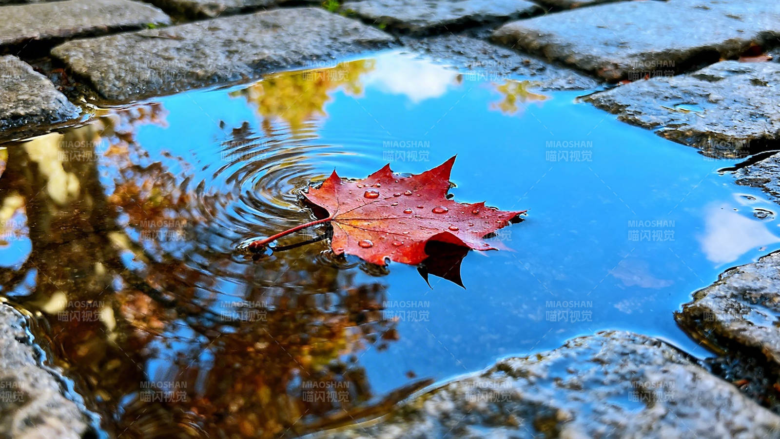 秋叶浮水 涟漪映天光图片