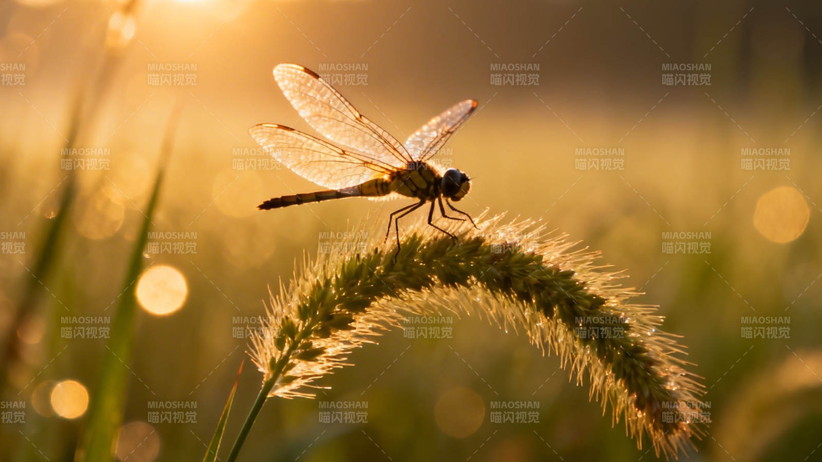夕阳蜻蜓栖草尖图片