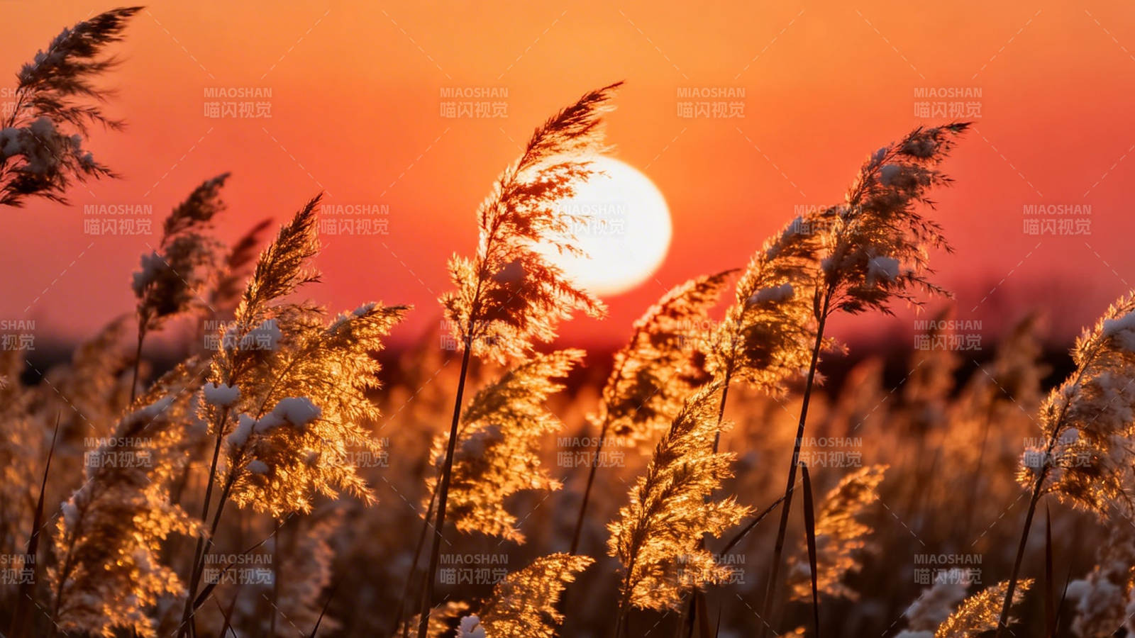 夕阳芦苇荡 金辉染天际图片