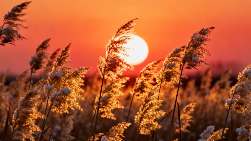 夕阳芦苇荡 金辉染天际图片