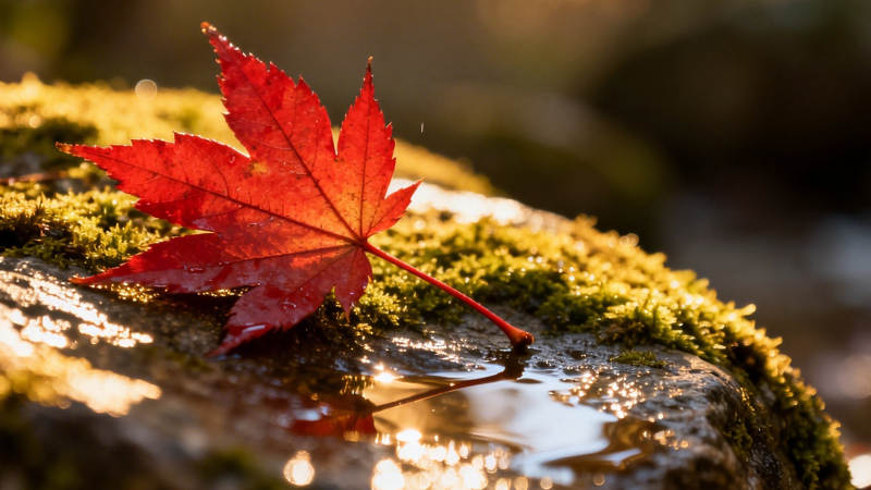 红叶映苔 秋光潋滟图片