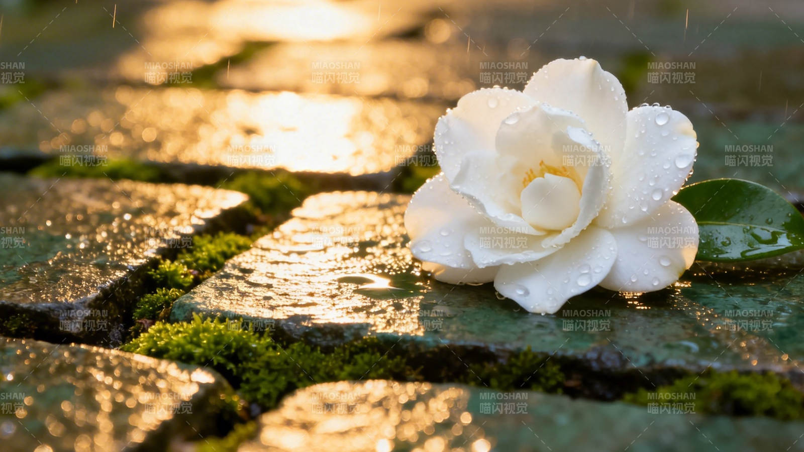 雨后白花落石径 夕照生辉图片