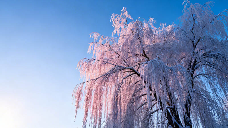 霜枝映蓝天 冬韵如诗画图片