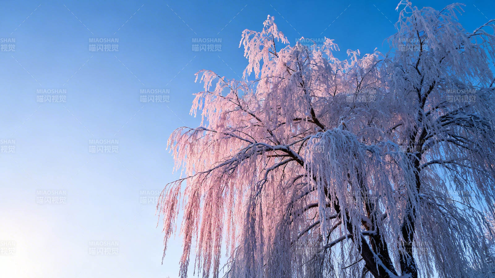 霜枝映蓝天 冬韵如诗画图片