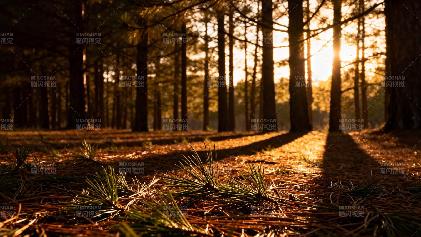 林间夕照 松影斑驳图片