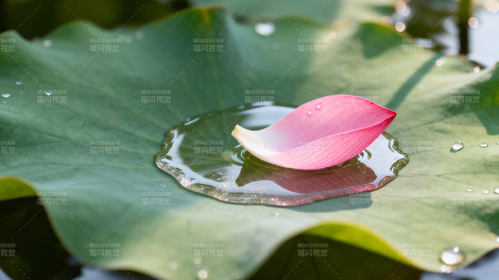 荷叶承露 粉瓣静卧图片