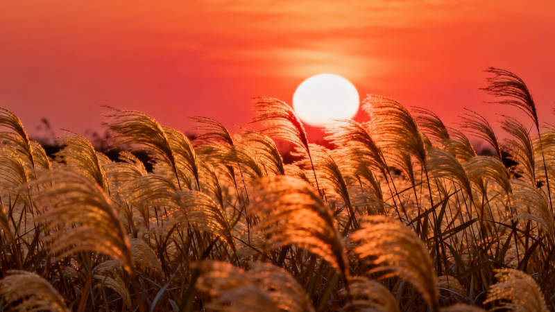 夕阳芦苇荡 金辉映晚风图片