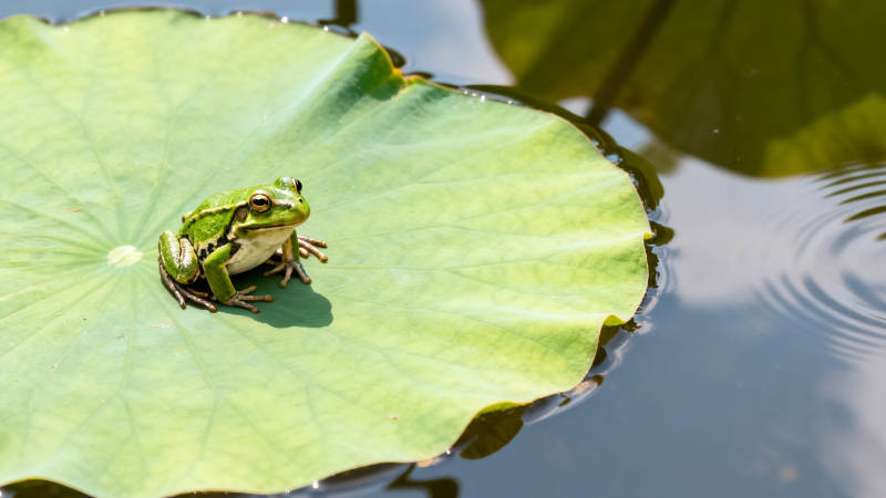 荷叶上的绿蛙静坐图片