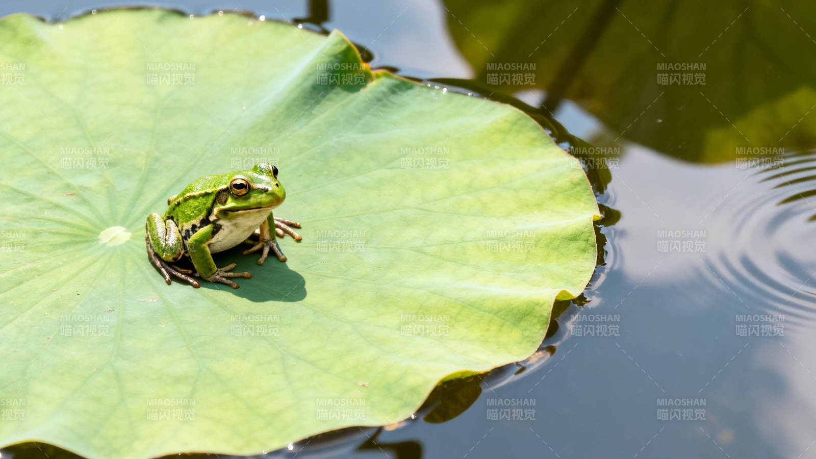 荷叶上的绿蛙静坐图片