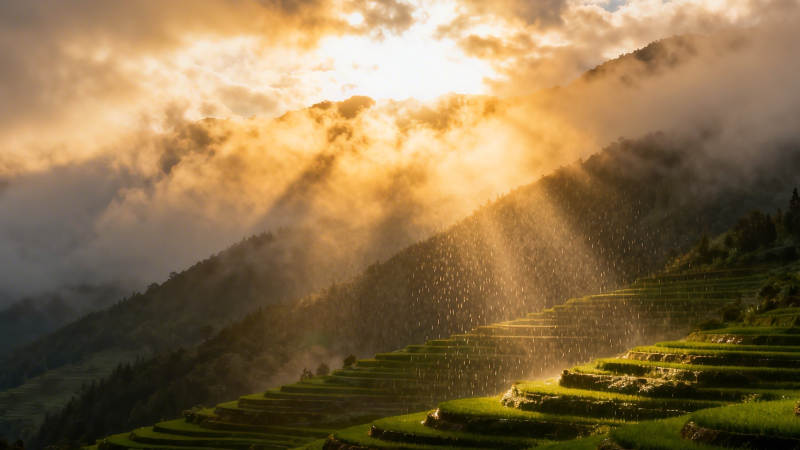 晨光洒梯田 云雾绕山峦图片