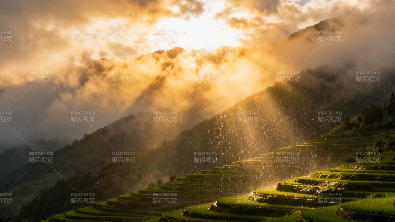 晨光洒梯田 云雾绕山峦图片