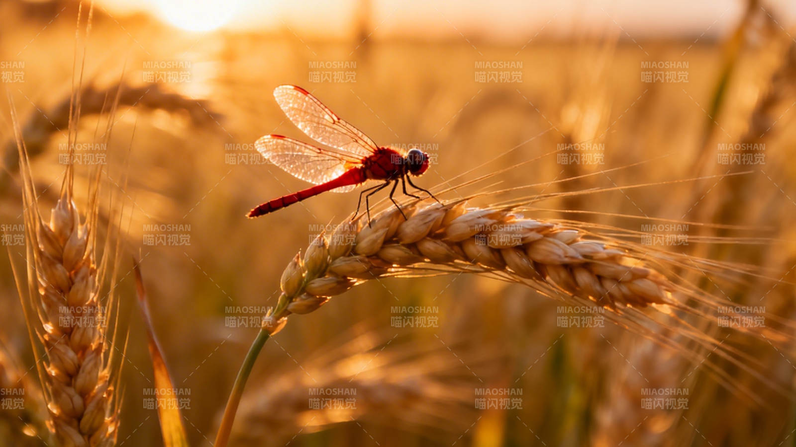 麦穗上的红蜻蜓图片