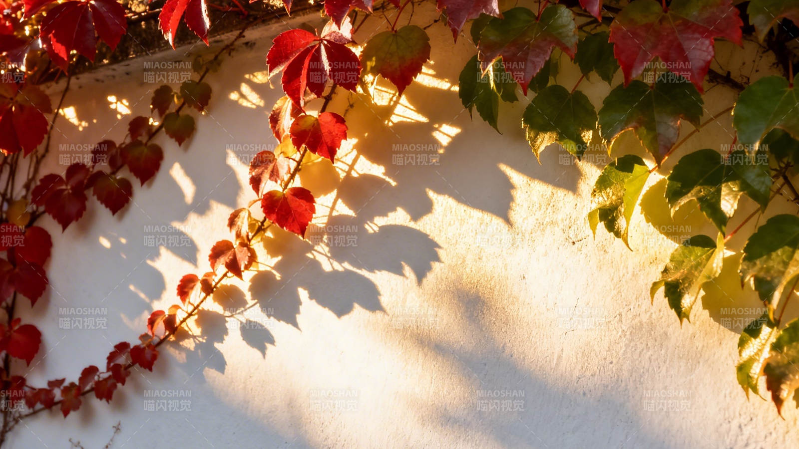 秋叶爬墙 光影斑驳图片