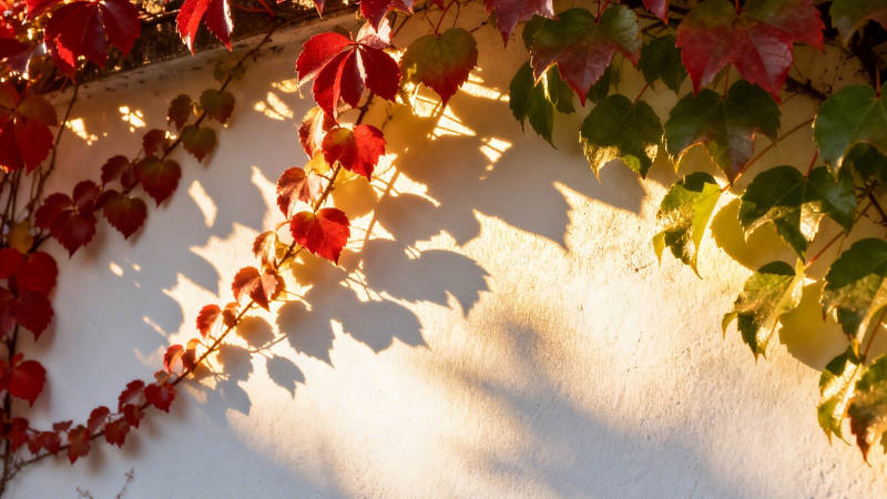 秋叶爬墙 光影斑驳图片