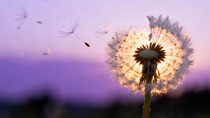 蒲公英夕阳飞舞梦图片