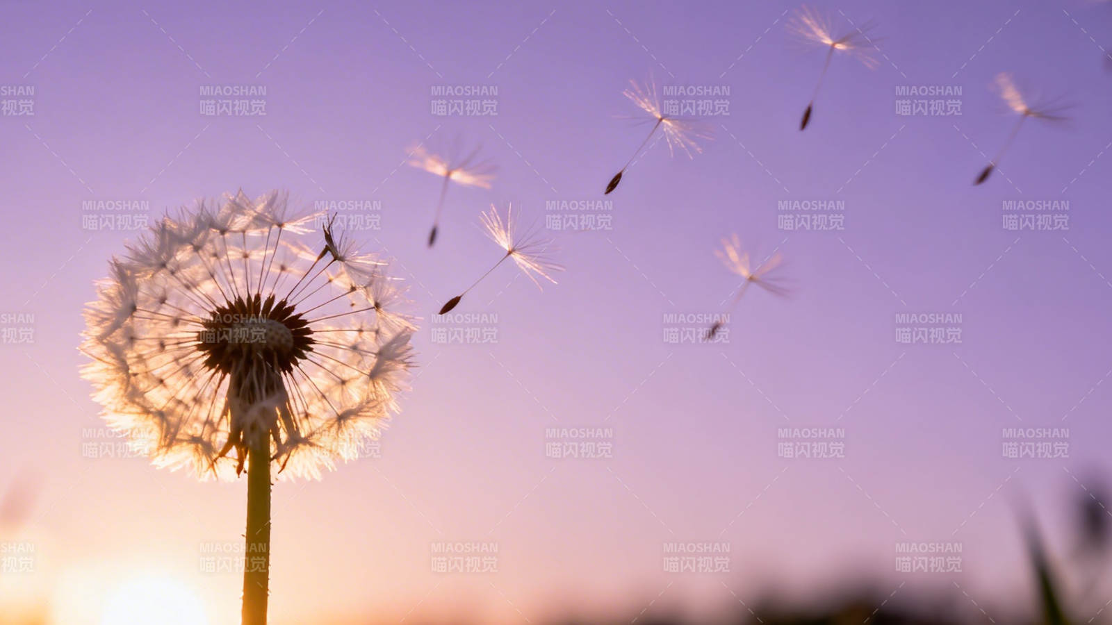 蒲公英随风飘散 梦幻紫霞背景图片
