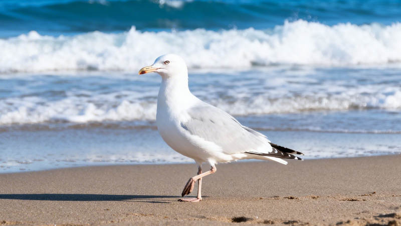 海鸥漫步沙滩 浪花轻拍岸图片