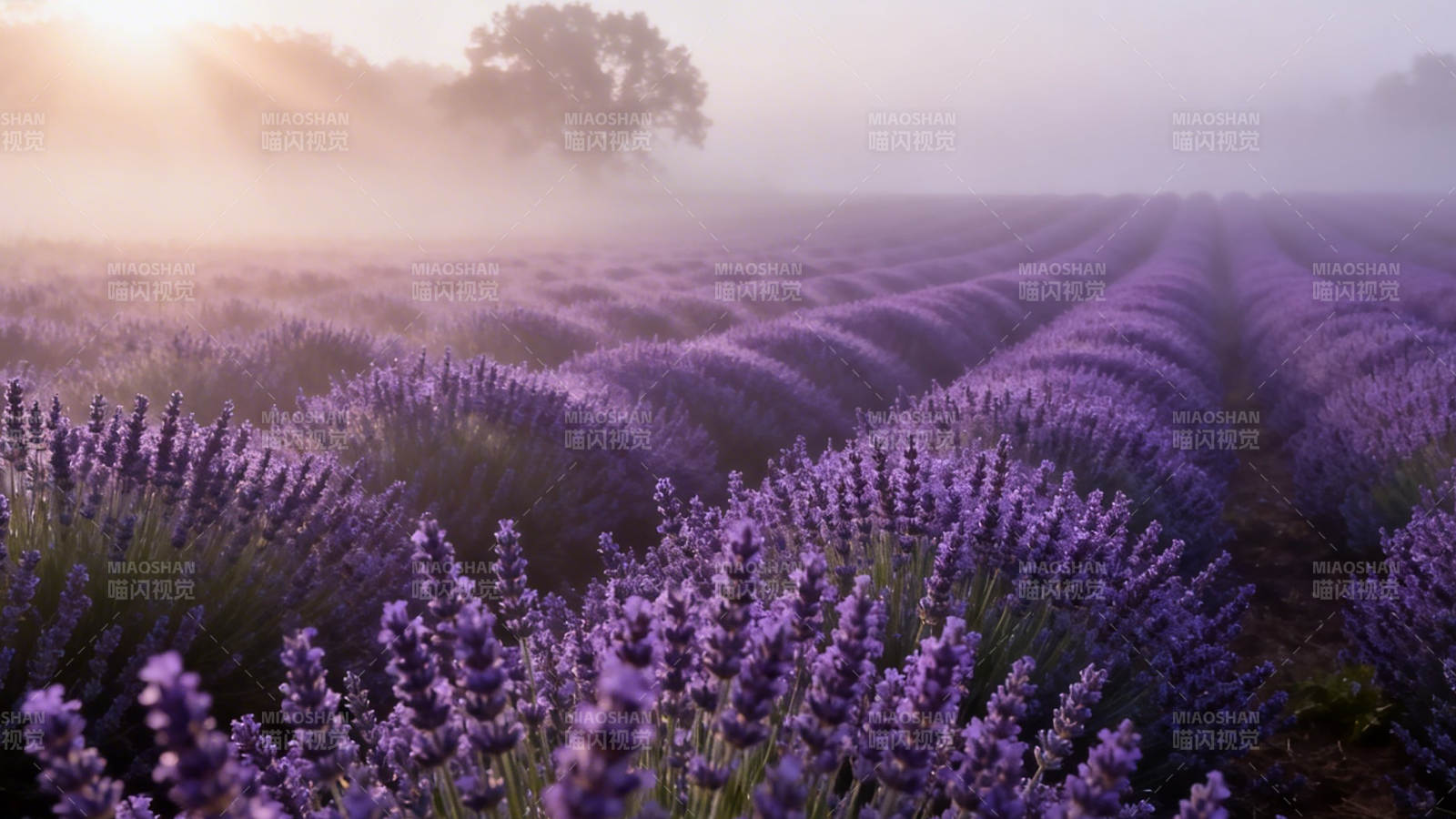 晨雾薰衣草田 紫梦无边图片