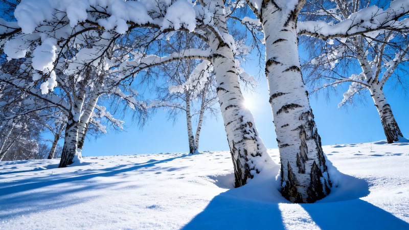 雪覆白桦 晴空如洗图片