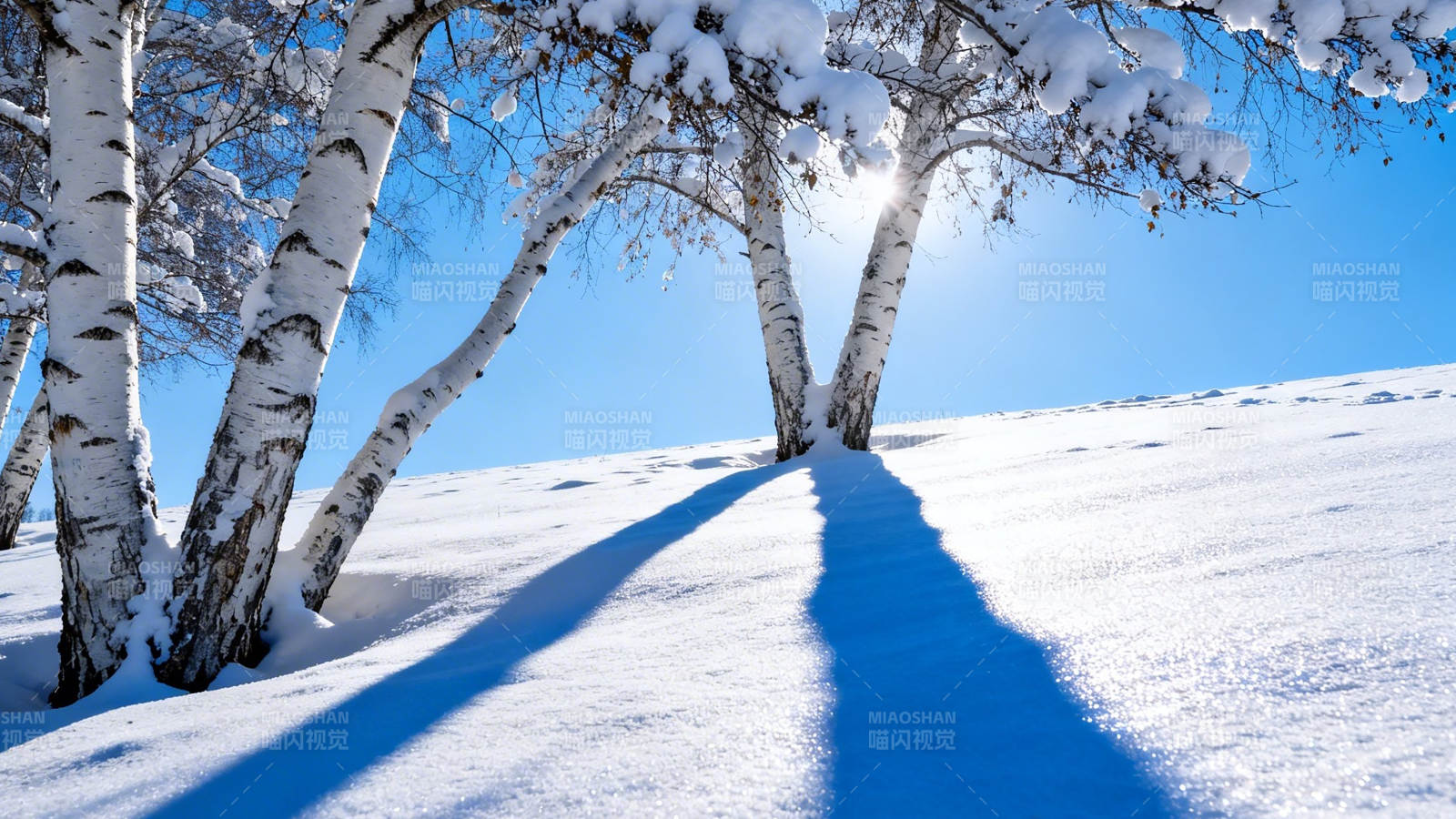 雪坡白桦 蓝影斜阳图片
