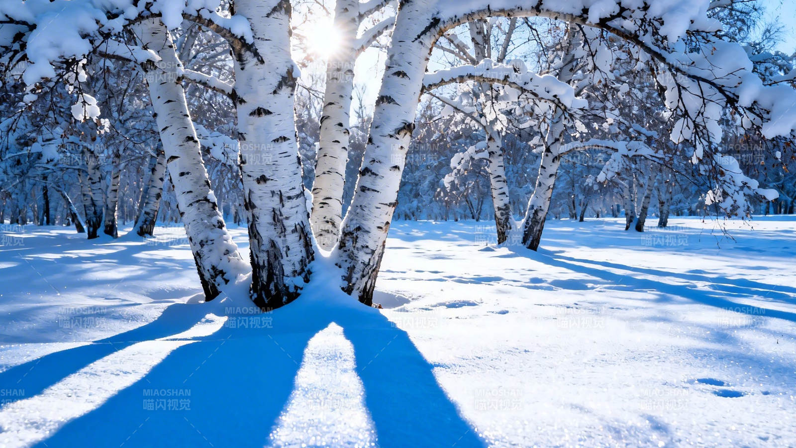 雪覆白桦 阳光洒林间图片