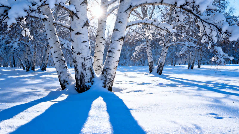 雪覆白桦 阳光洒林间图片