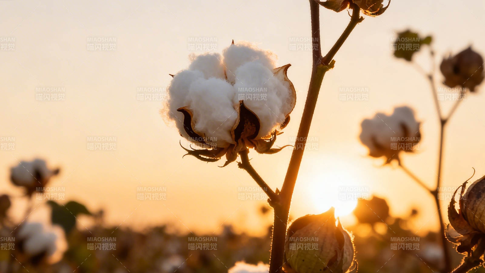 夕阳下的棉花田图片