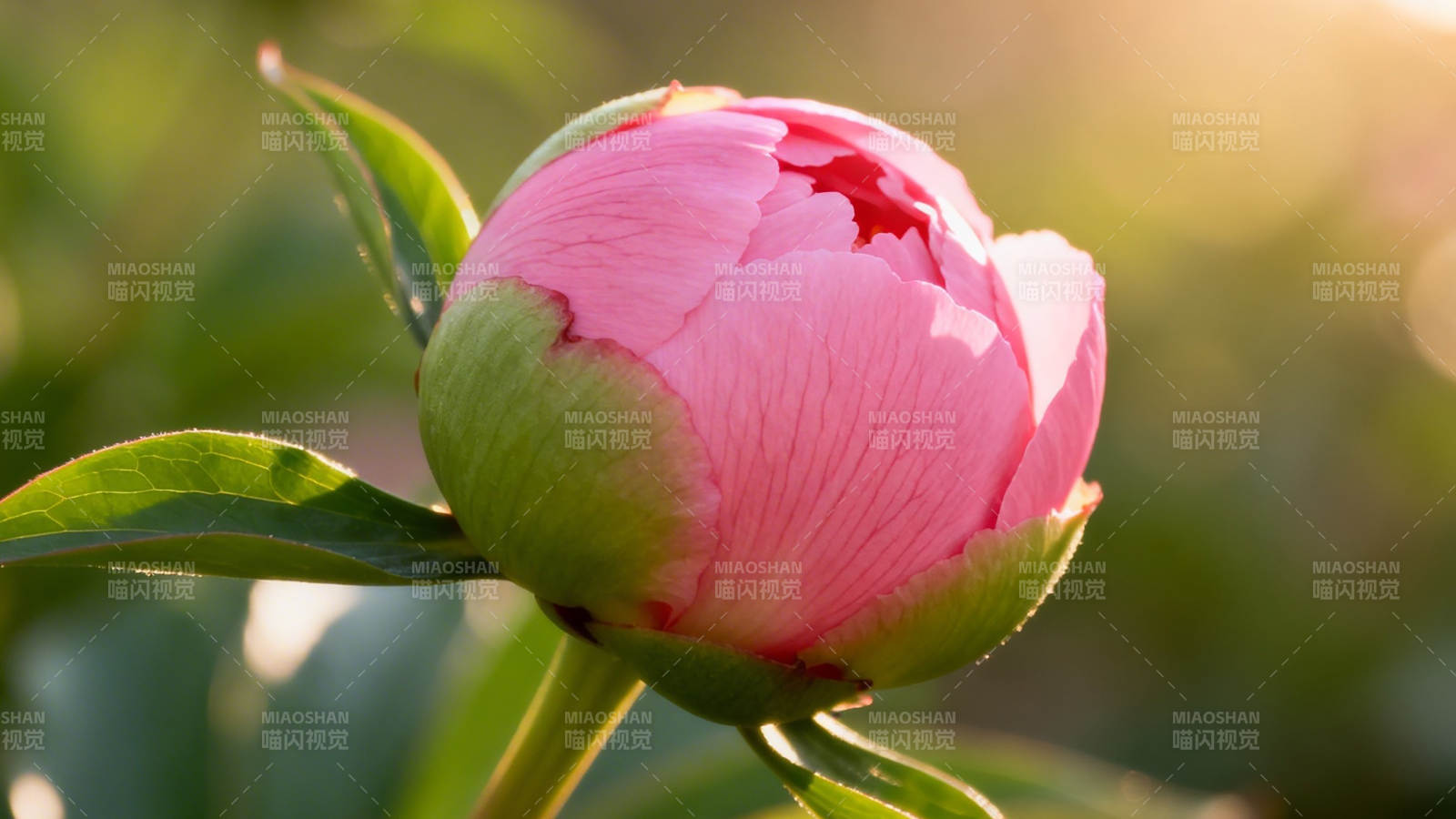 粉牡丹含苞待放 晨光温柔图片